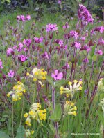 Colourful early summer blooms of red campion and cowslips can be seen here Colourful early summer blooms of red campion and cowslips can be seen here