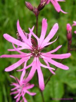 Ragged Robin thrives on several of our nature reserves - visit one today!